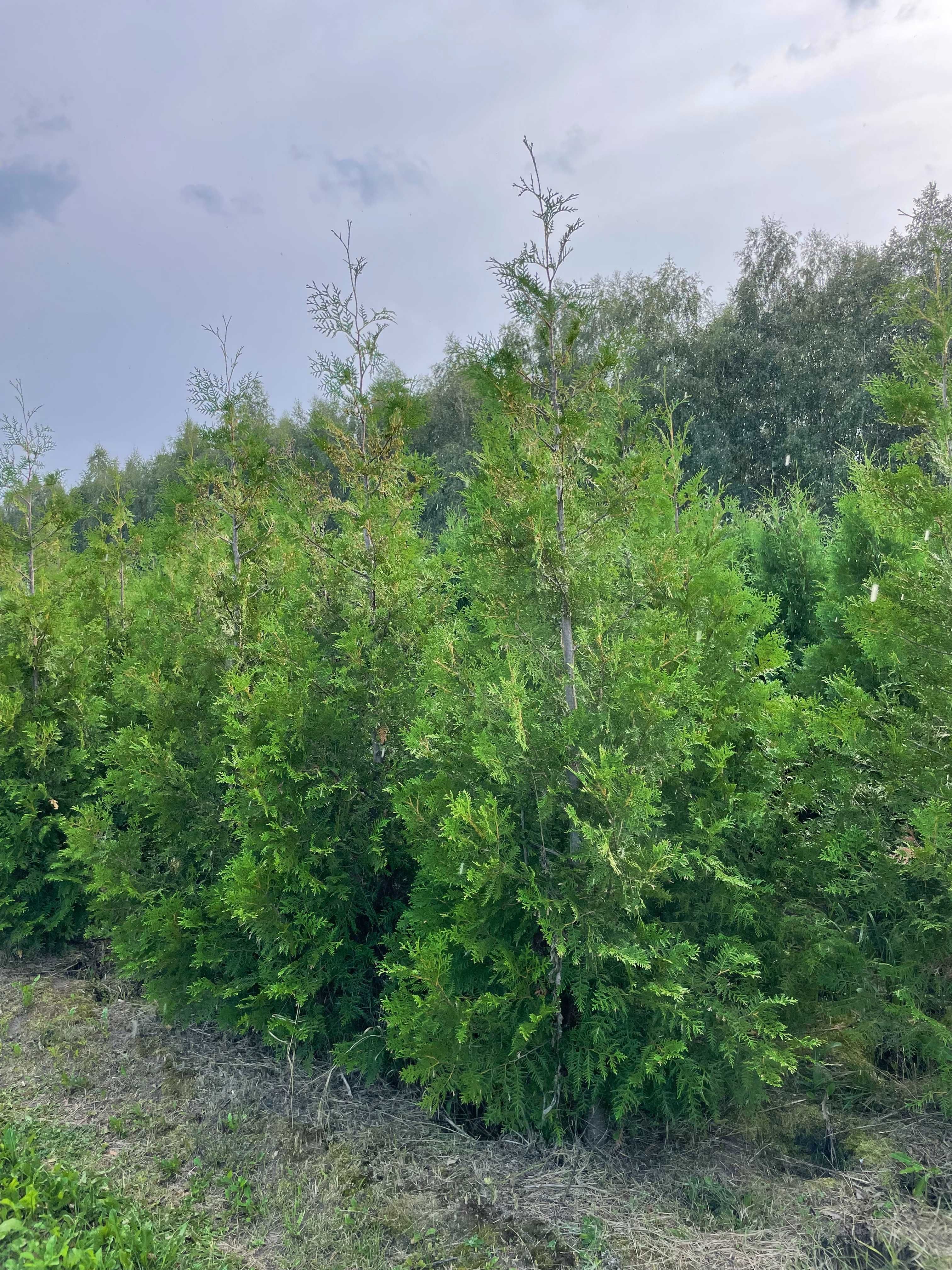 Tuja Szmaragd 220cm / Duże tuje żywopłot