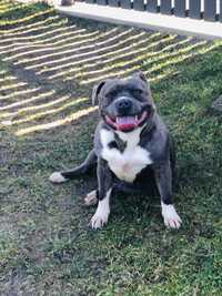 Staffordshire bull terrier stafik staffik