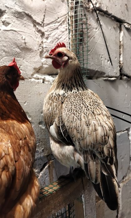 Jaja lęgowe kurek rajskich