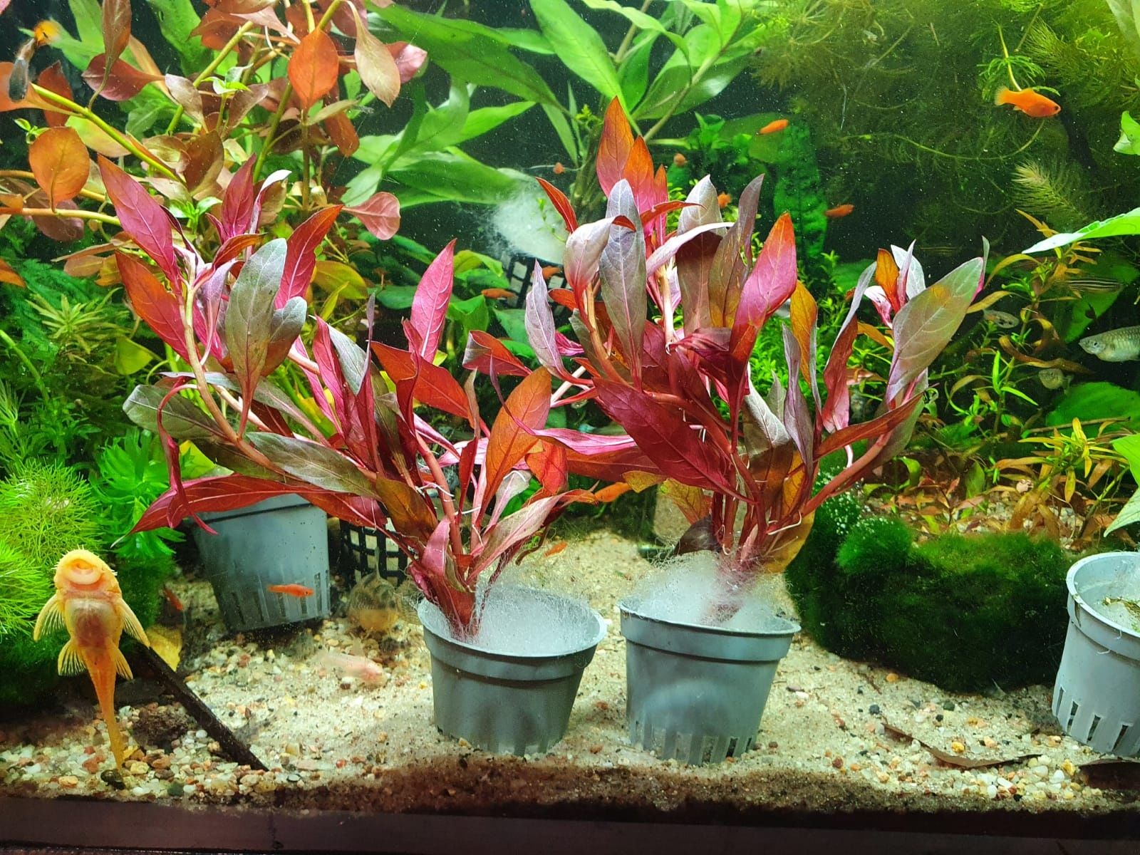 Ludwigia Peruensis Przepiękna Czerwona Roślina do Akwarium Koszyk