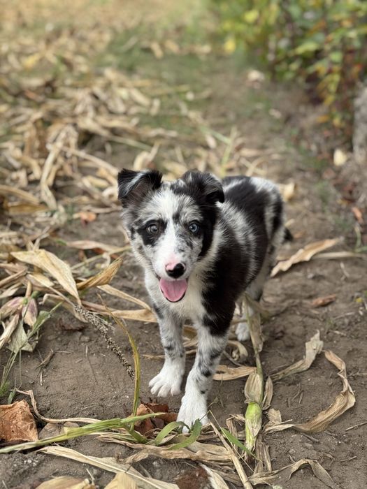 Border Collie azul merle