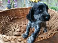 Cocker spaniel angielski Piesek blue Roan