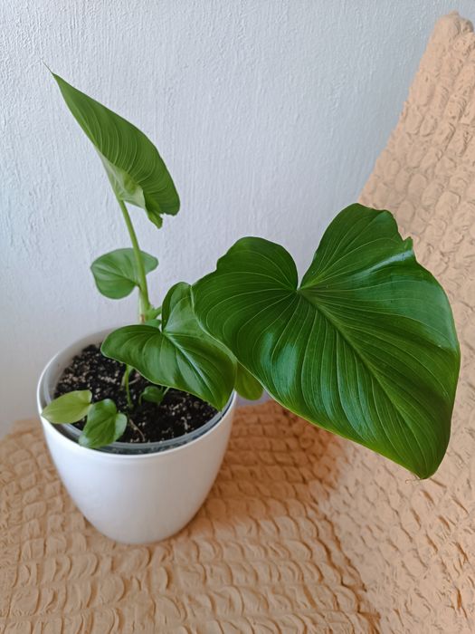 Кала біла квітка