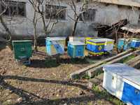 Продам  вулики багатокорпусні з бджолами в кількості  30 шт.