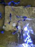 Guppys Blue Moscow