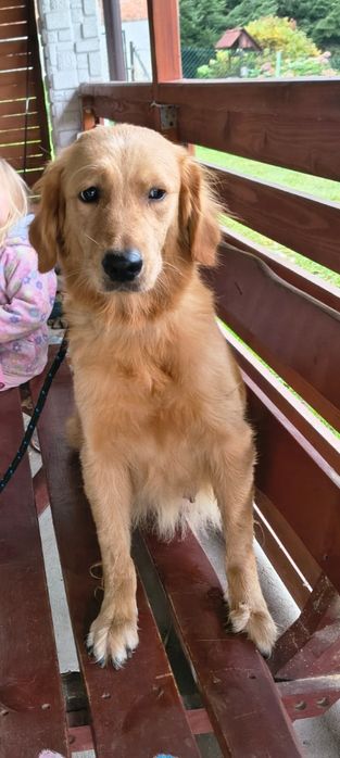 Goldendoodle f1 , szczeniak, suczka