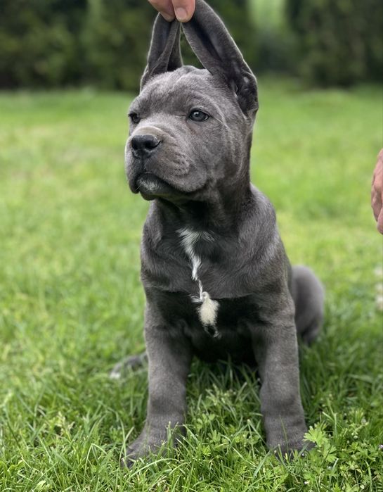 Cane corso szczeniak