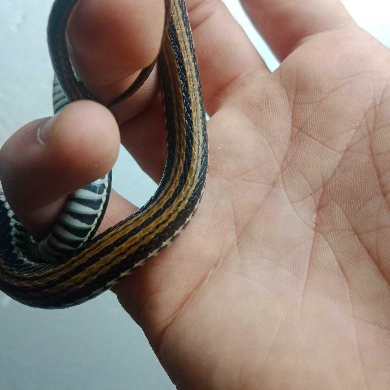 Xenochrophis vittatus Вуж-рибалка смугастий вуж змія тераріум