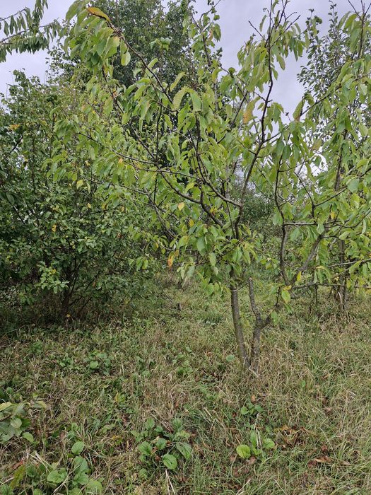 Продається будинок в с. Стара Котельня.