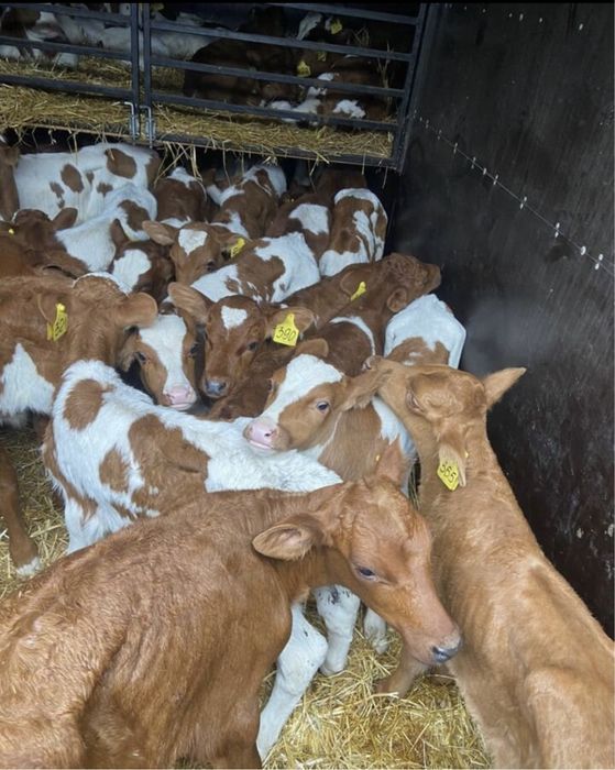 Телята бики гурт