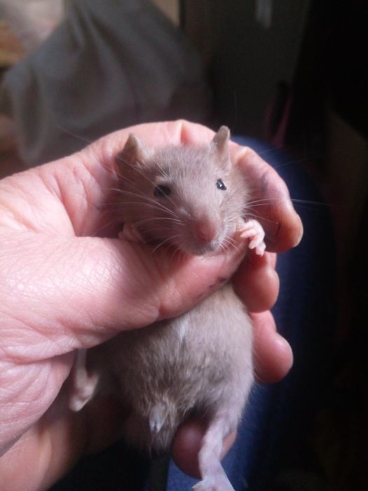 Крисята, декоративні криски, домашні щурики