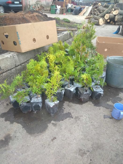 Туї, ялинки хвойні рослини