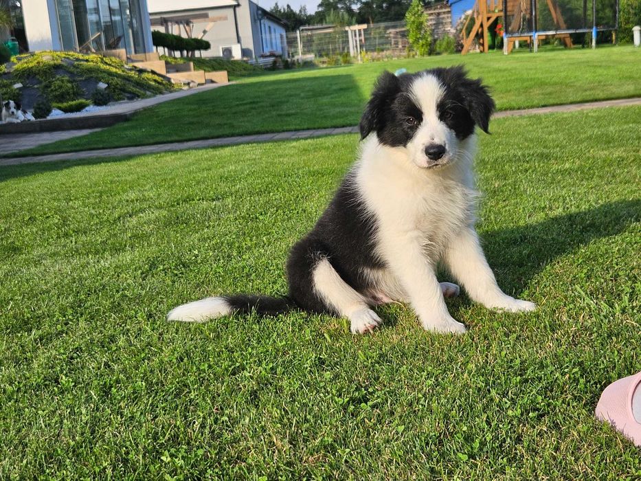 Border Collie ZKwP FCI