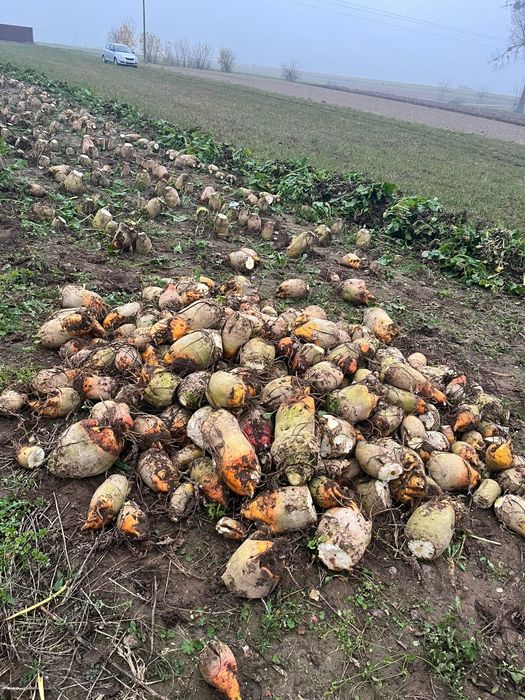 Burak pastewny (ćwikła)