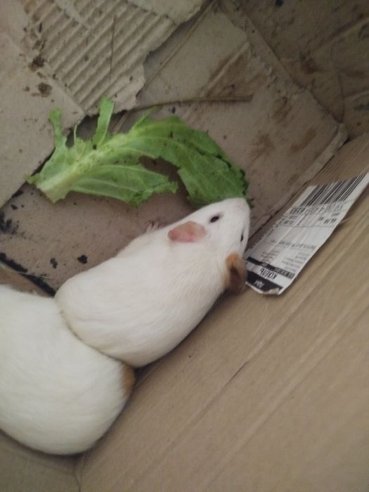 Терміново!!! Морські свинки