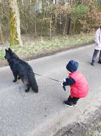 Zaginął pies owczarek Bonia