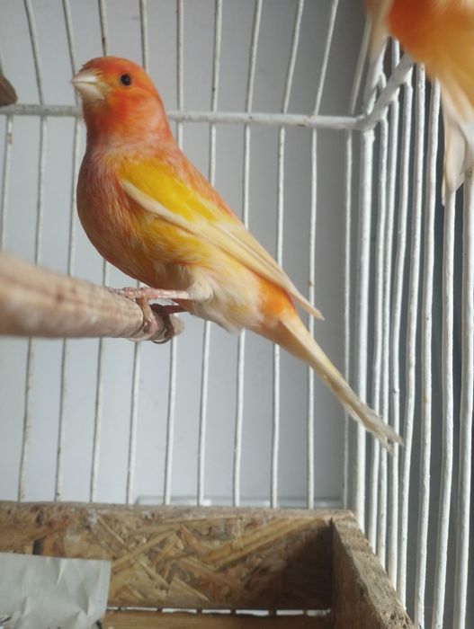 Kanarki samce i samice