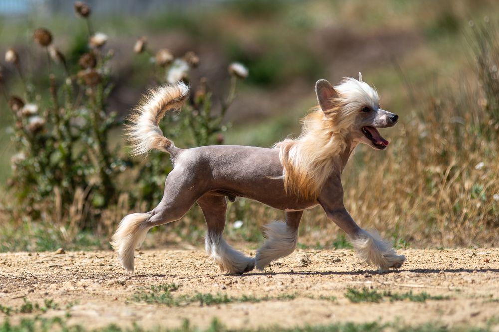 Обирай найкраще! Лідер Днепровське Сонце