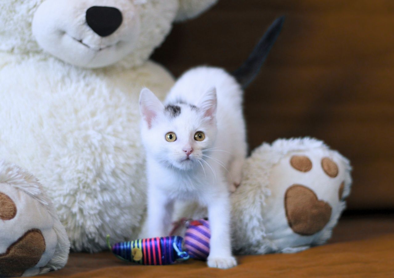 2-mies. koteczka poleca się do adopcji.