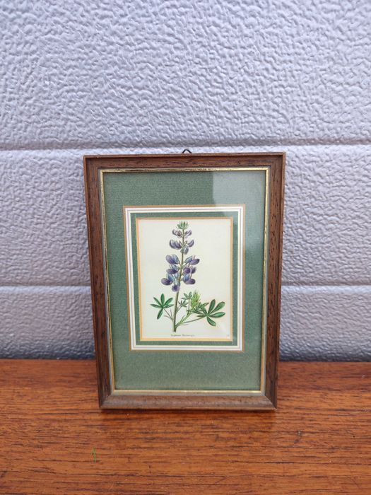 Litografia / Rycina Botaniczna - botanica - Design - vintage - D