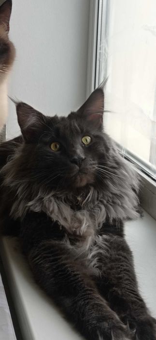 В'язка котів Мейн-кун. З 
 документами та без документiв.