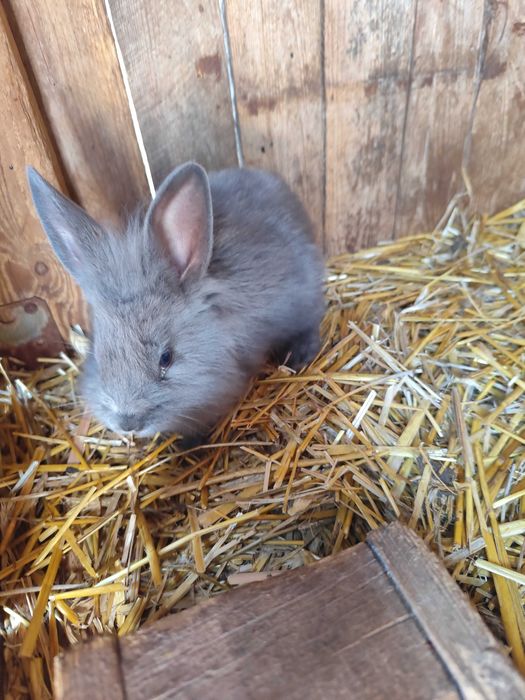 Sprzedam króliki miniaturki