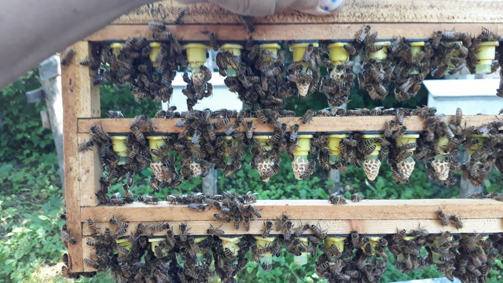 В наличии неплодные пчеломатки,бджоломатки, кордован