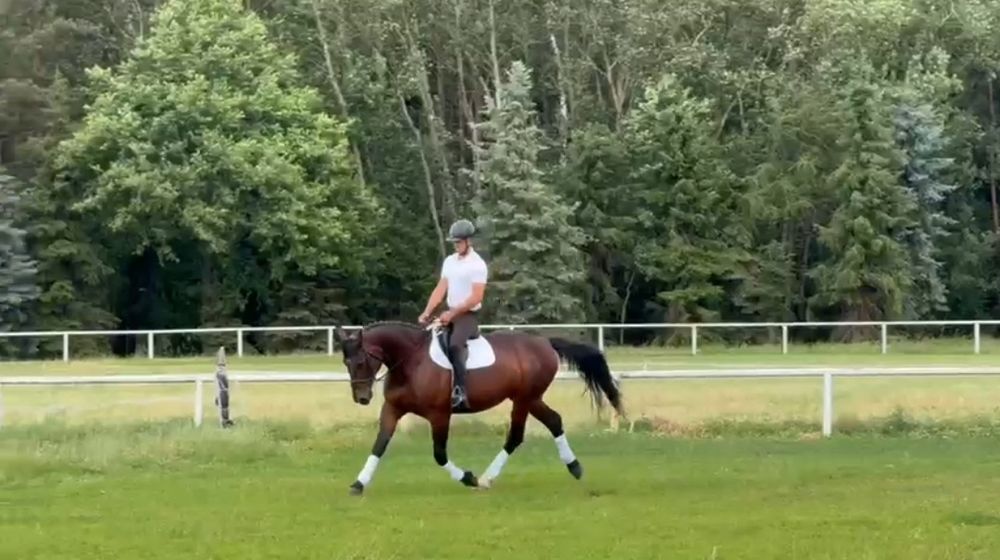 Świetna zdrowa klacz hodowla/ujeżdżenie