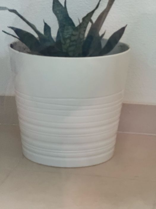 Vasos 32 cm cada
