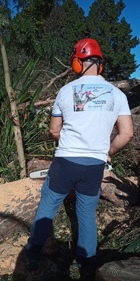 Corte  e abate de árvores em situação difícil.