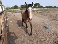 Vendo varios cavalos, a variados preços