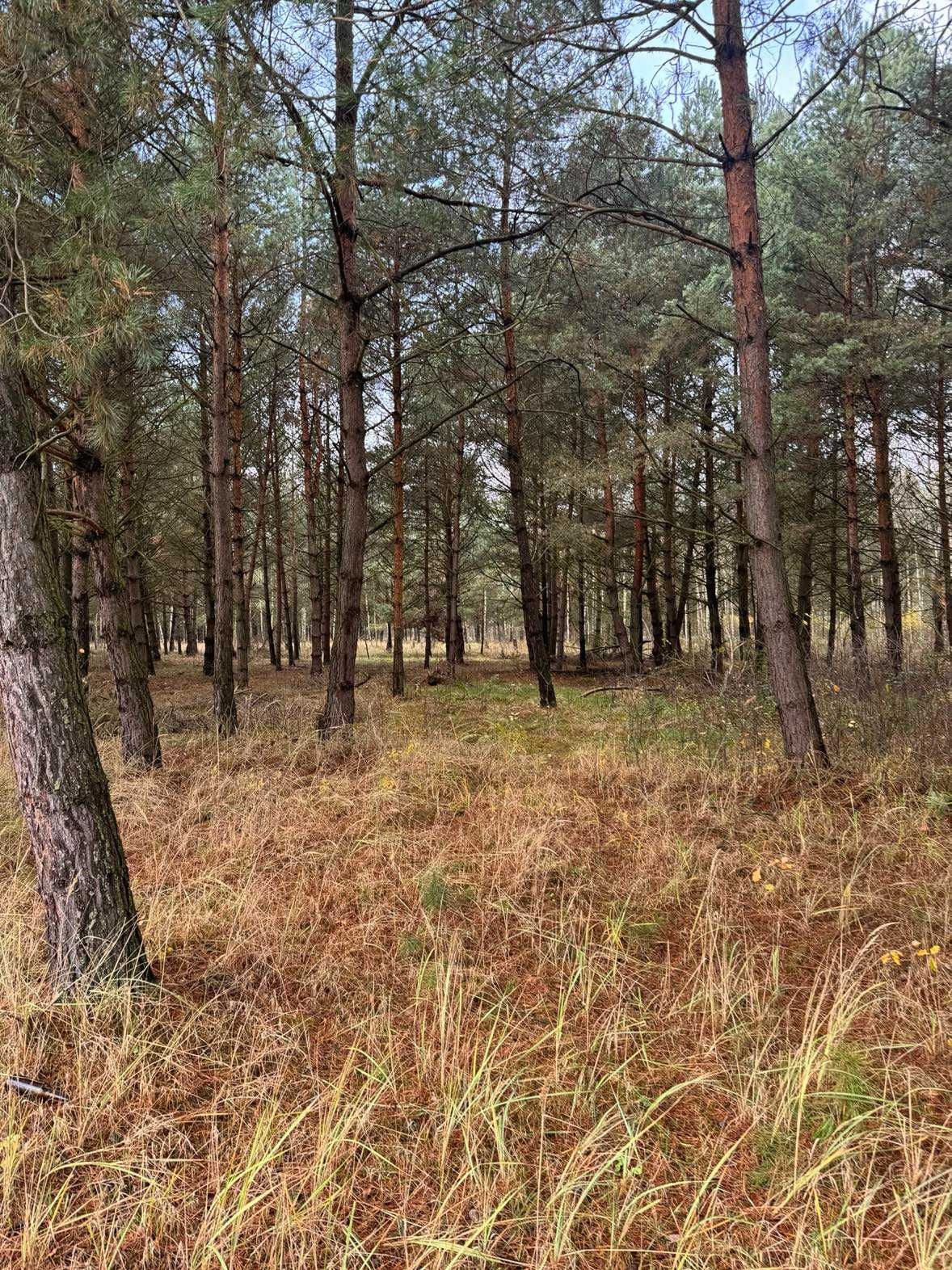 Działka rolno-leśna 19 HA