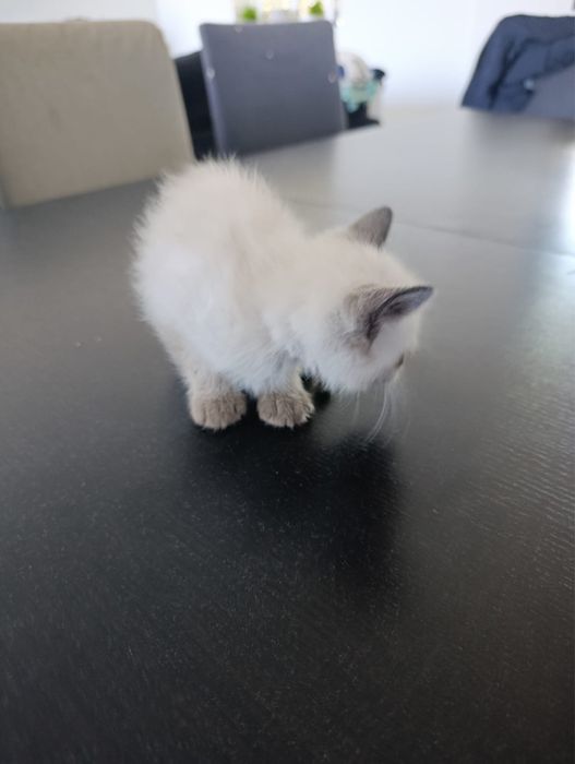 Gatos para doaçao