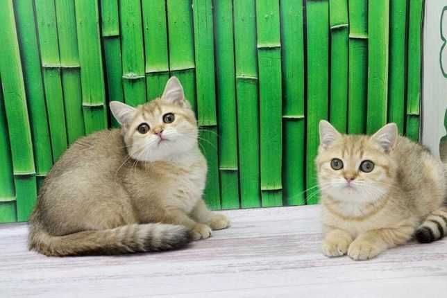 Милий британський кошеня (хлопчик і дівчинка)