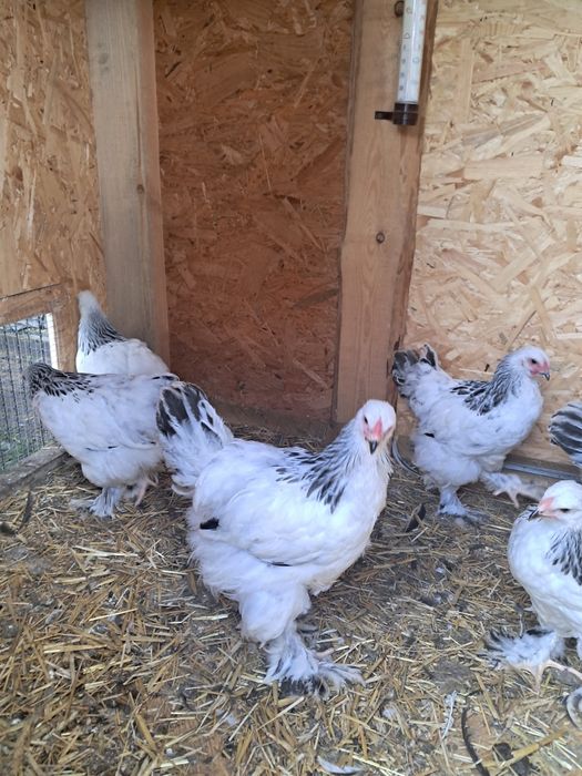 Hamburgi Ayam Cemani