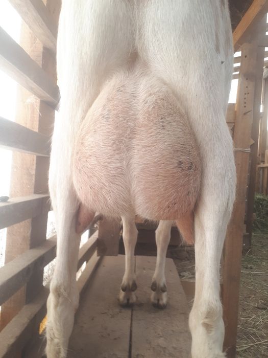 Продам зааненских коз.