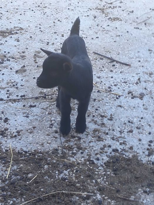 Cabrinhas micro anãs F/M