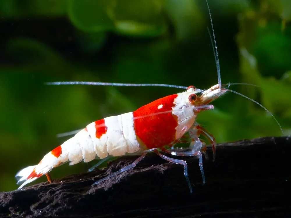 GB Krewetka Biało Czerwona - Crystal Red - dowóz ryb!