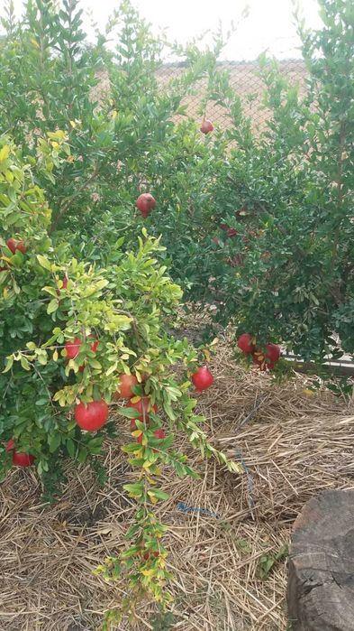 Гранатові дерева