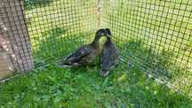 Krzyżówki miniaturowe call duck