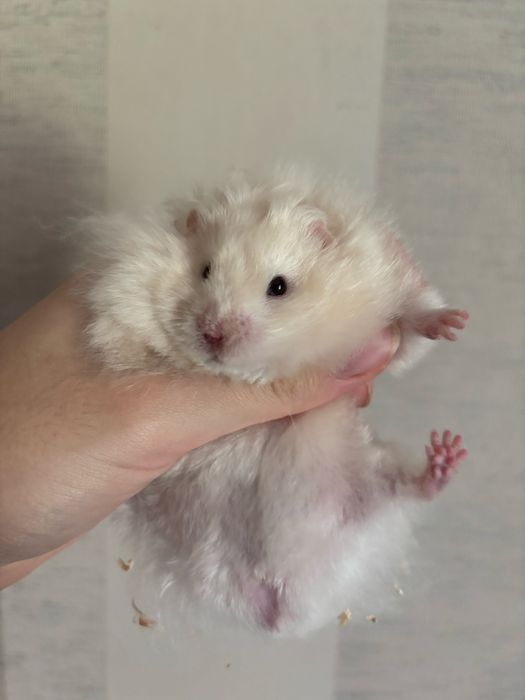 Ангорський Хомяк Пухнасті Атласні Королівські