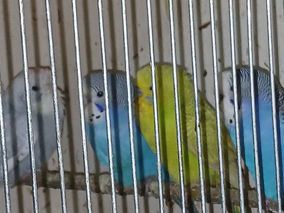 Sprzedam papugi faliste