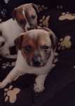 Jack Russell Terrier