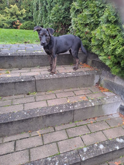 Oddam  za darmo w dobre rece