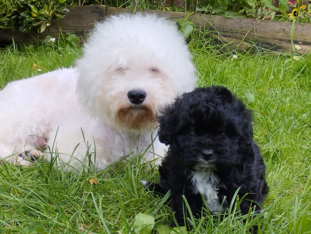 Maltipoo szczenię