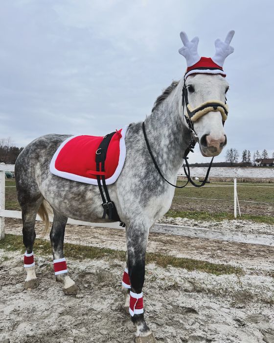 Czaprak nauszniki owijki i dzwoneczki na oglowie swiąteczne