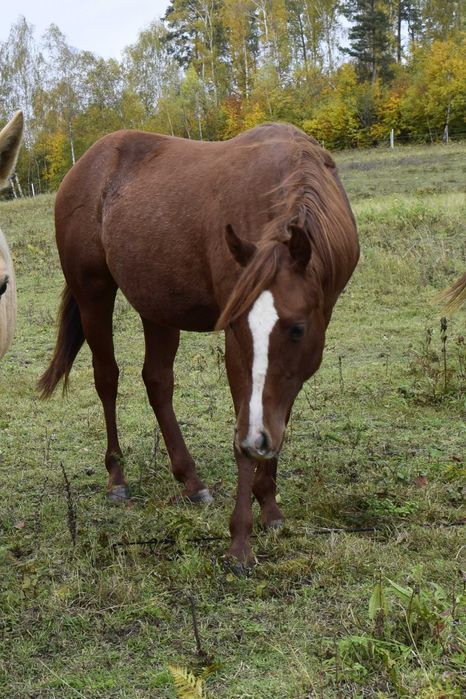 Ogierek 1,5 roku APH American Paint Horse