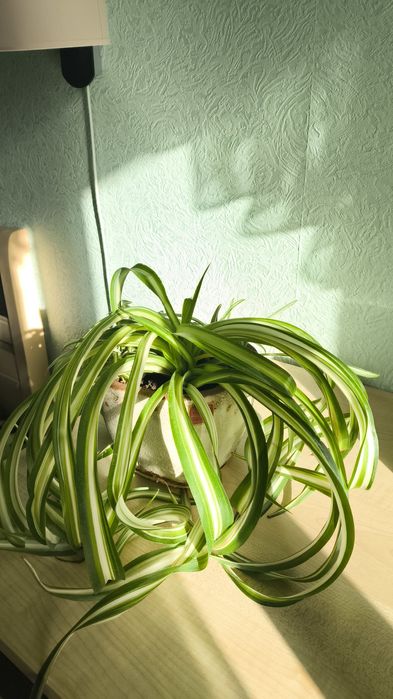 Продам Хлорофітум