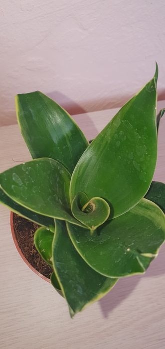 Сансевієрія  Ханні Sansevieria Hahnii