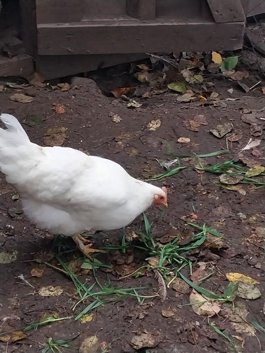 Продам своїх курочок